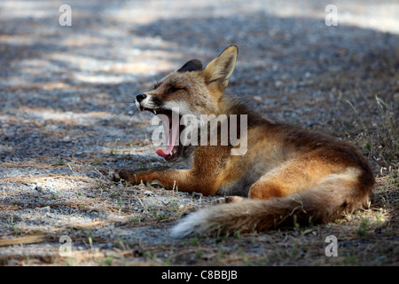 Maschio di volpe rossa Vulpes vulpes sbadigli Foto Stock