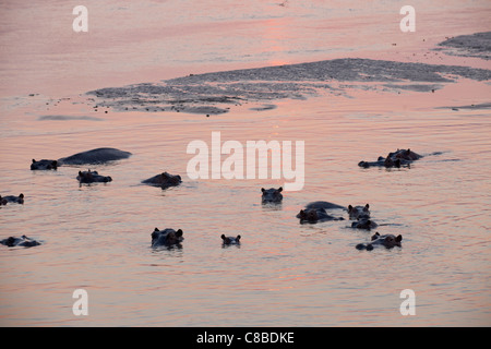 Tramonto al fiume Luamba, ippopotami davanti, Hippopotamus amphibius, Luambe National Park, Zambia, Africa Foto Stock