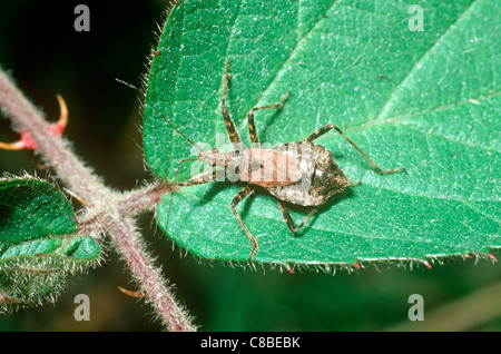 Tree fanciulla bug (Himacerus apterus: Nabidae) REGNO UNITO Foto Stock