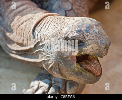 Tartaruga gigante di Aldabra (Geochelone gigantea) Foto Stock