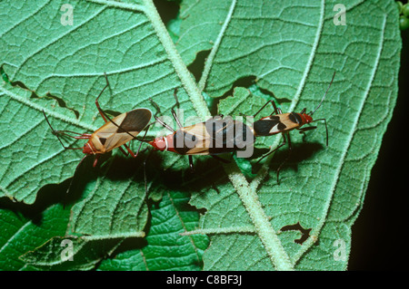 Il cotone Stainer bugs (Dysdercus mimus: Pyrrhocoridae) colorato warningly coniugata coppia e cannibalismo, cloud forest, Costa Rica. Foto Stock