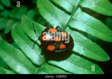 Pezzata di rosso o di schermo stink bug (Brachystethus rubromaculatus: Pentatomidae), warningly colorati nella foresta pluviale, Costa Rica Foto Stock