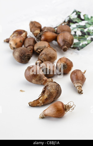 Galanthus Snowdrop lampadine Foto Stock