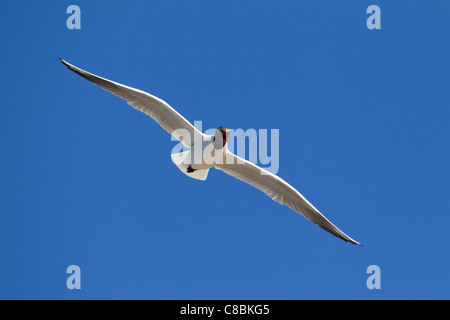A testa nera (gabbiano Chroicocephalus ridibundus / Larus ridibundus) chiamando in volo, Germania Foto Stock