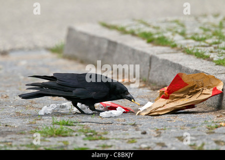 Carrion crow (Corvus corone) per il lavaggio di alimenti in immondizia sulla strada, Germania Foto Stock