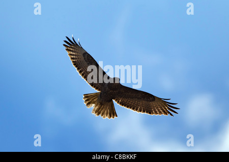 Comune poiana (Buteo buteo) in volo, Germania Foto Stock