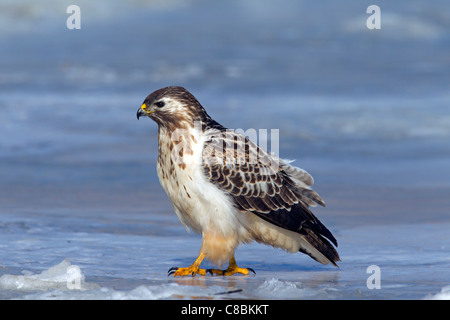 Comune poiana (Buteo buteo) seduto sul lago ghiacciato in inverno, Germania Foto Stock