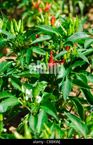 Un italiano di Etna impianto di Peperoncino (Capsicum annuum), Aka il peperoncino di Stromboli, crescente al di fuori, con peperoncini di maturazione in sun. Foto Stock