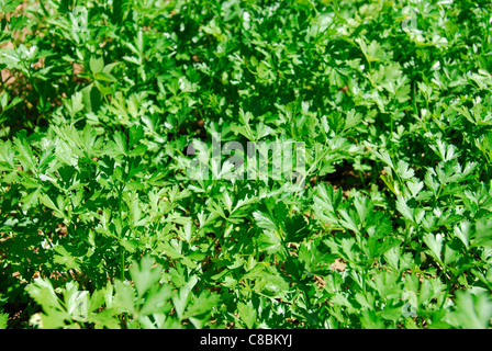 Il prezzemolo (Petroselinum crispo neapolitanum) cresce al di fuori. 2011. Foto Stock
