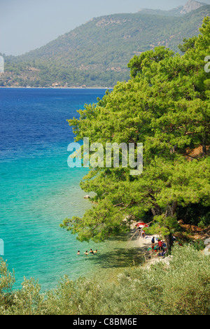 La penisola di Bodrum, Turchia. Una piccola e isolata spiaggia ombreggiata da alberi di pino. 2011. Foto Stock
