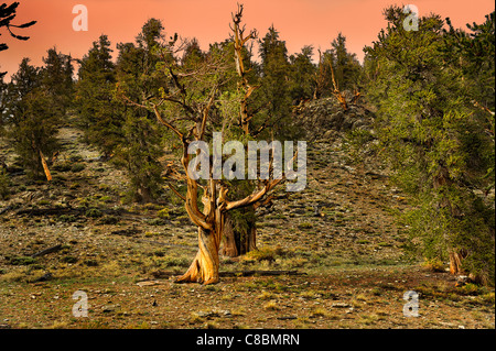 Acronimo di pini Bristlecone, Pinus aristata var. longaeva nel loro habitat naturale; Eastern California, U.S.A. Foto Stock