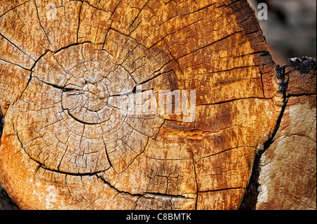 Gli anelli annuali sulla sezione di tronco di pino Bristlecone, Pinus aristata var. longaeva; Eastern California, U.S.A. Foto Stock