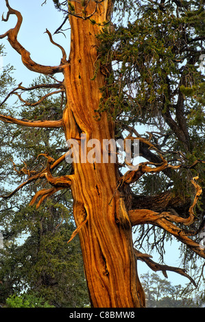 Bristlecone Pine, Pinus aristata var. longaeva, sotto la pioggia; Eastern California, U.S.A. Foto Stock