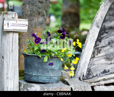 Vaso con pansies sulla parte superiore di un stonewall Foto Stock