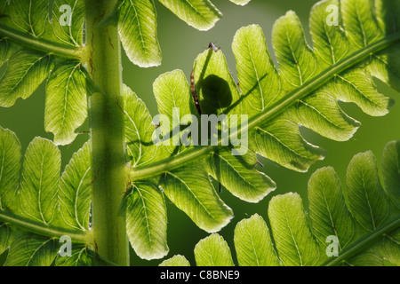 Foto macro della foglia di felce, fatte contro la luce. Le ombre del tripode e qualche piccolo insetto può essere visto. Foto Stock