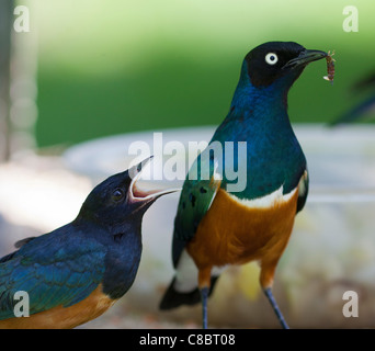 Superba starling (Spreo superbus) Foto Stock