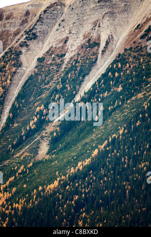 Il larice aghi di pino trasformato in oro Ott. Il Parco Nazionale di Banff. Lo stato di Alberta. Canada, Ottobre 2011 Foto Stock