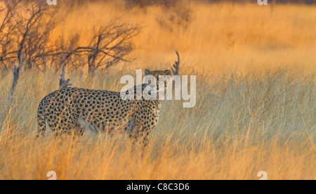 Cheetah nel Parco Nazionale di Hwange, Zimbabwe Foto Stock