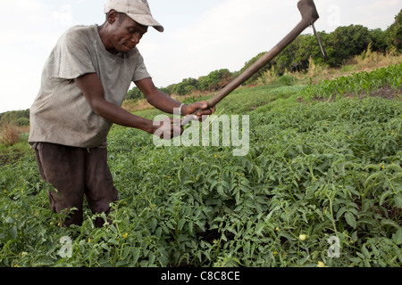 Un agricoltore lavora nei suoi campi di vegetali in Mongu, Zambia, Sud Africa. Foto Stock