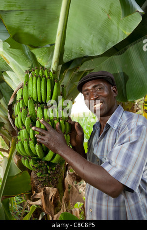 Un uomo visualizza le banane crescente della sua azienda agricola in Mongu, Zambia, Sud Africa. Foto Stock