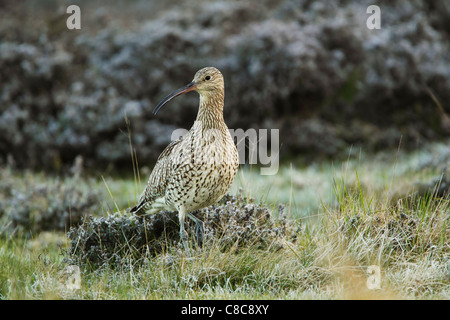 Eurasian Curlew (Numenius arquata) piedi tra erbe ruvida sulla brughiera Foto Stock