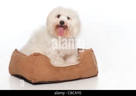 Un Coton de Tulear cane, seduto nel suo letto di cane. Foto Stock