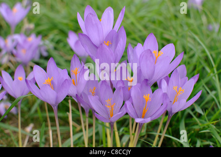 Crocus nudiflorus, Autumn Crocus, in grassland, Warwick Racecourse, UK Foto Stock