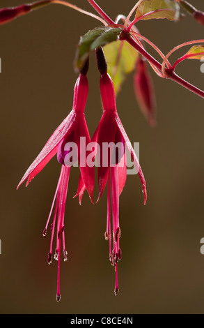 Fiori di fucsia, Fuchsia magellanica, con il polline. Giardino arbusto, Dorset. Foto Stock