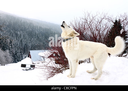 Uno bianco ululati cane in montagna in inverno - Bianco Pastore Tedesco Foto Stock