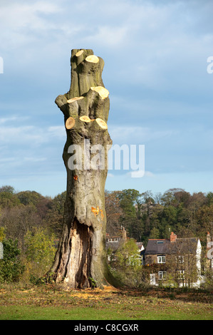 Tall grande completamente potatura albero maturo sul ciglio di un piccolo parco collina con alloggiamento in background Foto Stock