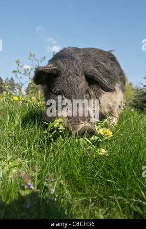 Suino Mangalitza sul prato Foto Stock