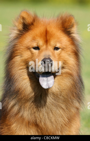 Eurasier dog - Ritratto Foto Stock