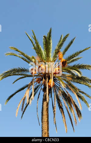 Data la struttura Palm Tree, Phoenix dactylifera, Tiznit, Marocco Foto Stock