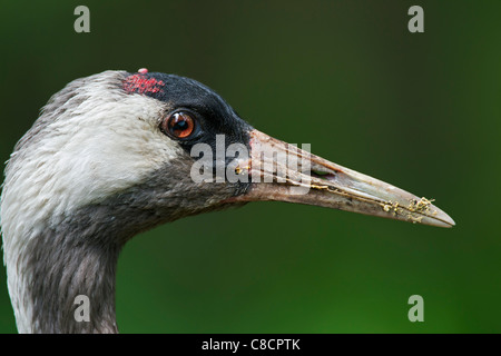 Comuni / Gru Gru eurasiatica (grus grus) close-up, Germania Foto Stock
