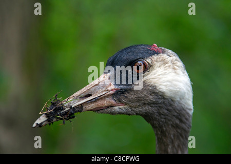 Comuni / Gru Gru eurasiatica (grus grus) close-up, Germania Foto Stock