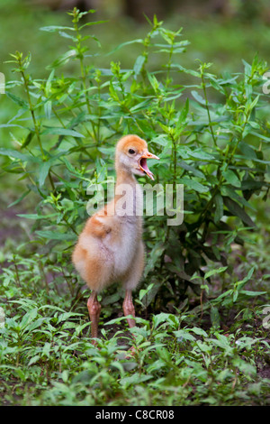 Comuni / Gru Gru eurasiatica (grus grus) 10 giorno vecchio chick chiamando, Germania Foto Stock