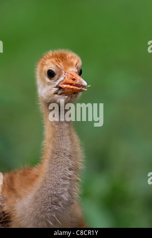Comuni / Gru Gru eurasiatica (grus grus) 10 giorno vecchio chick close-up, Germania Foto Stock
