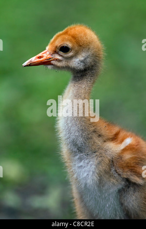 Comuni / Gru Gru eurasiatica (grus grus) 10 giorno vecchio chick close-up, Germania Foto Stock