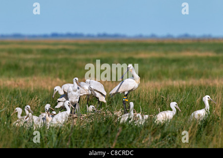 Eurasian Spoonbill / comune spatole (Platalea leucorodia) sul nido con i giovani, il Wadden Sea, Germania Foto Stock