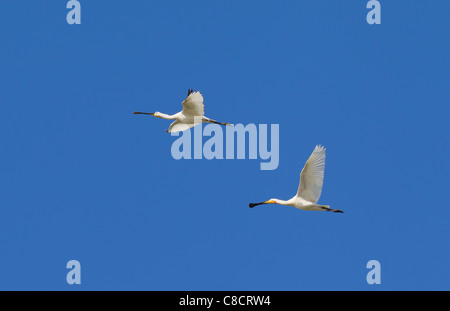 Due spatole eurasiatica / comune spatole (Platalea leucorodia) in volo, il Wadden Sea, Germania Foto Stock