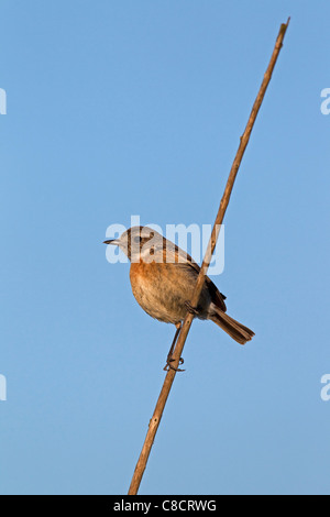 European Stonechat (Saxicola rubicola) femmina arroccato sullo stelo, Germania Foto Stock