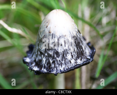 Un'immagine ravvicinata di un shaggy copertura di inchiostro di funghi o fungo (Coprinus comatus) Foto Stock