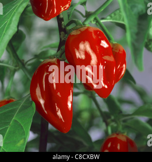 Peperoncino rosso Foto Stock
