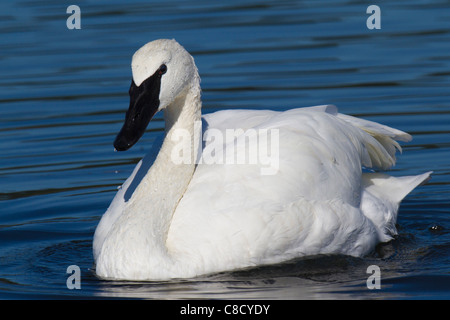 Adulto Trumpeter Swan (Cygnus buccinatore) nuotare in un lago Foto Stock