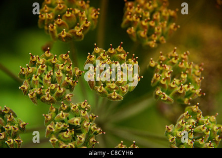 Un primo piano di Wild Celery (Apium graveolens) fiori Foto Stock