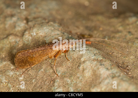 Caddis Fly (tricotteri) Foto Stock