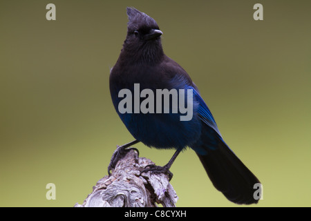 Stellar Jay (Cyanocitta stelleri) Foto Stock