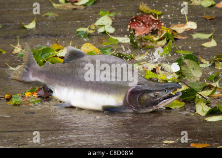 Rosa maschio Salmoni (Oncorhynchus gorbuscha) fuori dell'acqua dopo aver accidentalmente saltare su una passerella Foto Stock