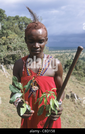 Lolgorian, Kenya. Siria Maasai. Piante medicinali: 'Eutuleli'; 'Osocomoy"; bollito di radici e foglie di piedi & afta epizootica. Teclea sp. o Vepris sp. Foto Stock