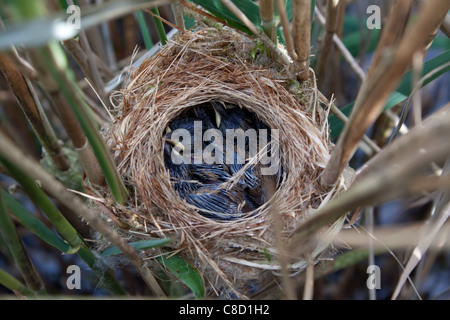 Reed Trillo Acrocephalus scirpaceus nido in un letto di reed in Suffolk Foto Stock